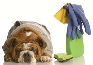 desinfetante caseiro para animais1 300x211 - 3 Tips to Make House Cleaning Around Pets Easy
